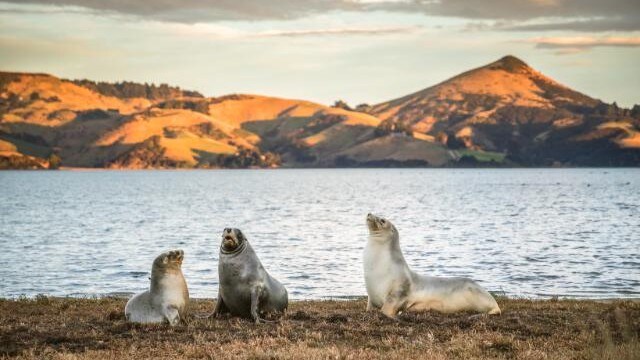 Dunedin