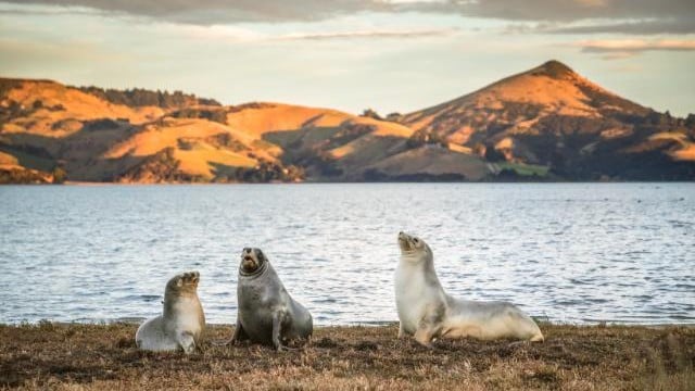 Dunedin